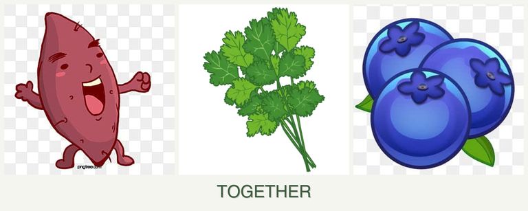 Can you plant sweet potatoes, cilantro and blueberries together?