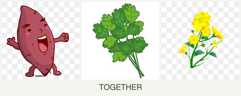 Can you plant sweet potatoes, cilantro and calendula together?