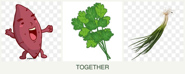Can you plant sweet potatoes, cilantro and chives together?