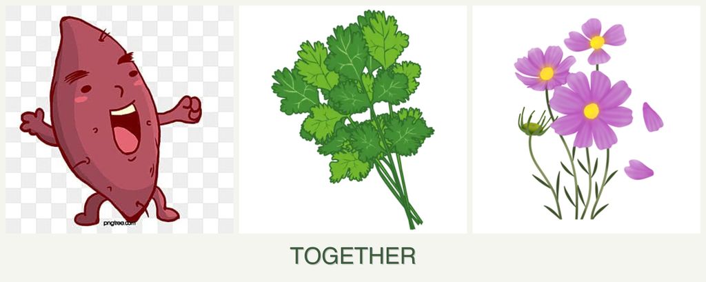 Can you plant sweet potatoes, cilantro and cosmos together?