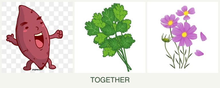 Can you plant sweet potatoes, cilantro and cosmos together?