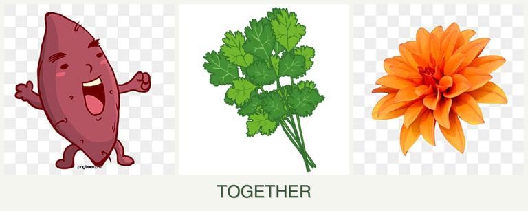 Can you plant sweet potatoes, cilantro and dahlias together?