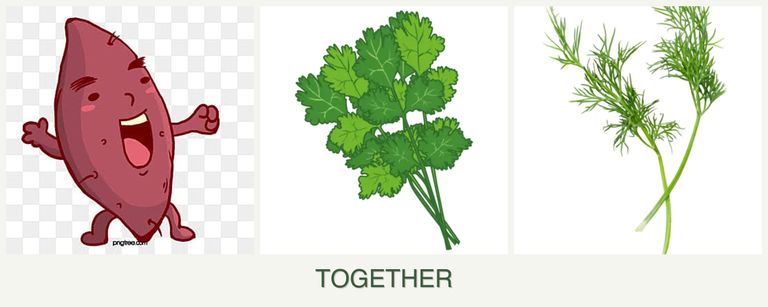 Can you plant sweet potatoes, cilantro and dill together?