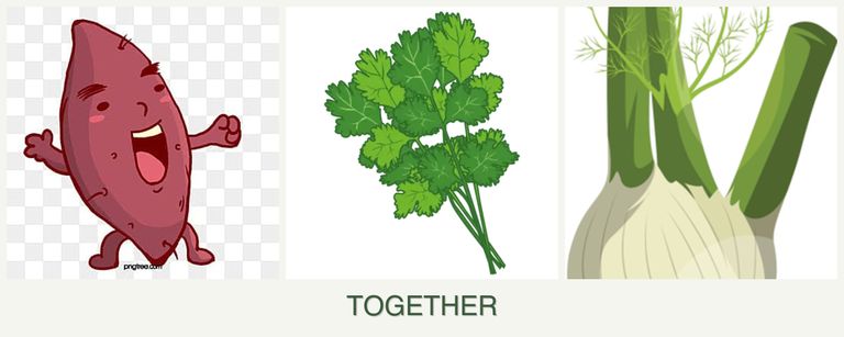 Can you plant sweet potatoes, cilantro and fennel together?