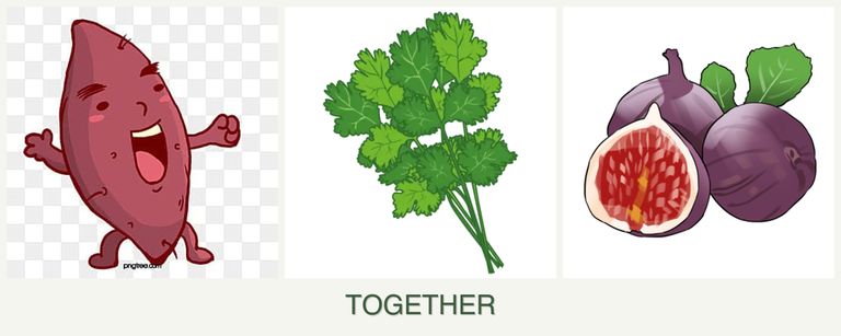 Can you plant sweet potatoes, cilantro and figs together?