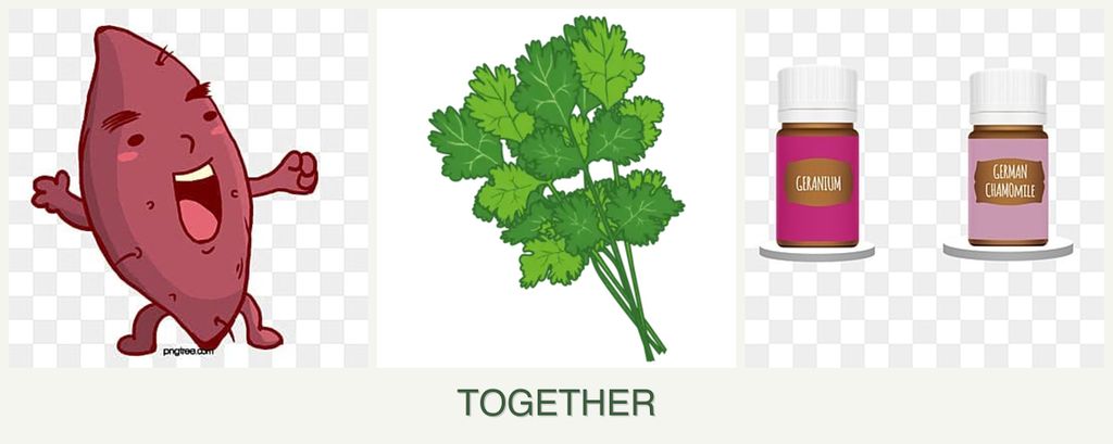 Can you plant sweet potatoes, cilantro and geraniums together?