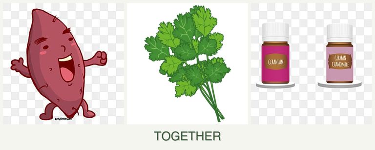Can you plant sweet potatoes, cilantro and geraniums together?