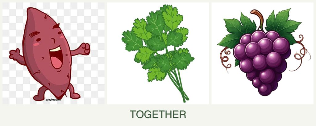 Can you plant sweet potatoes, cilantro and grapes together?