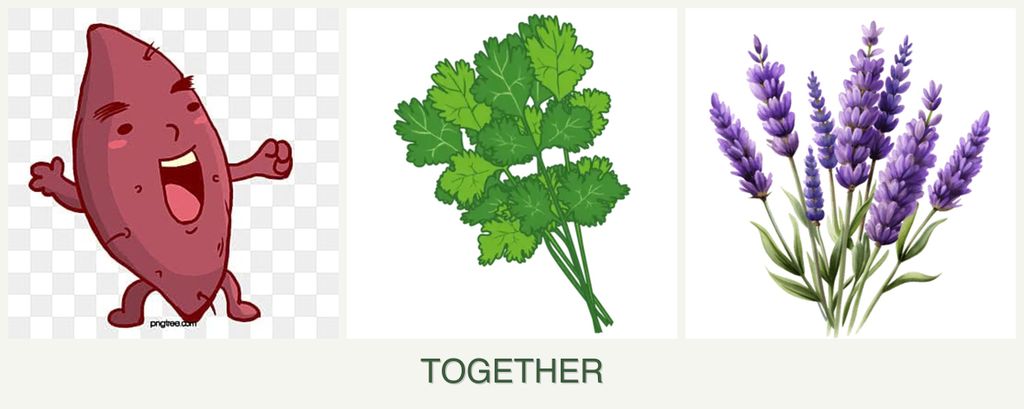 Can you plant sweet potatoes, cilantro and lavender together?
