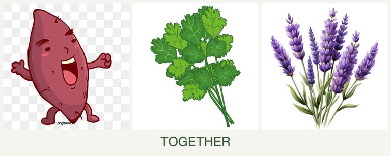Can you plant sweet potatoes, cilantro and lavender together?
