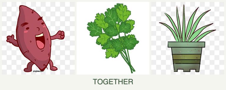 Can you plant sweet potatoes, cilantro and lemongrass together?