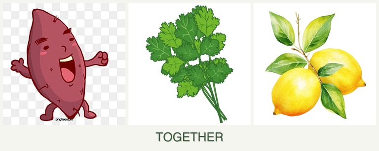 Can you plant sweet potatoes, cilantro and lemons together?