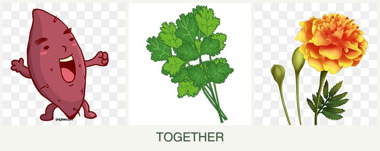 Can you plant sweet potatoes, cilantro and marigolds together?