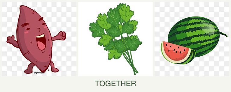 Can you plant sweet potatoes, cilantro and melons together?