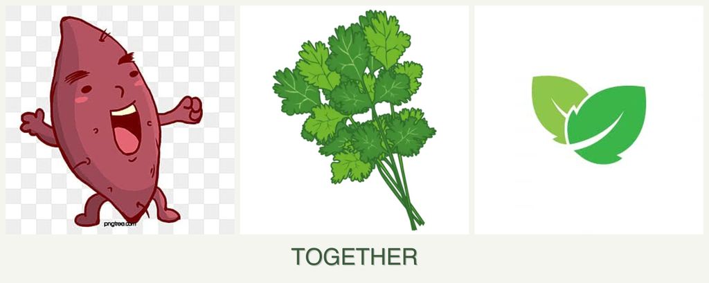 Can you plant sweet potatoes, cilantro and mint together?