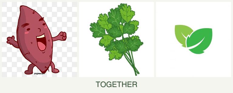 Can you plant sweet potatoes, cilantro and mint together?
