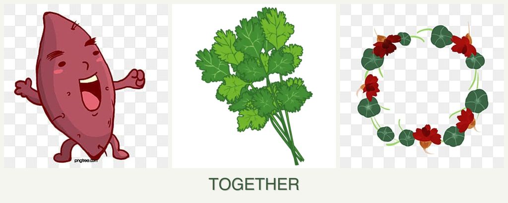 Can you plant sweet potatoes, cilantro and nasturtiums together?