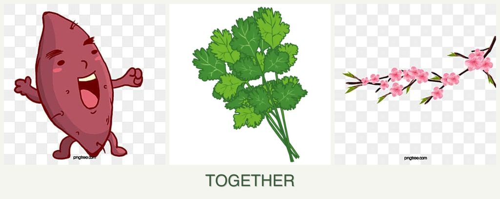 Can you plant sweet potatoes, cilantro and peaches together?