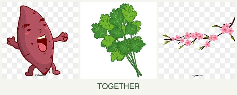 Can you plant sweet potatoes, cilantro and peaches together?