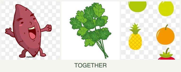 Can you plant sweet potatoes, cilantro and pears together?