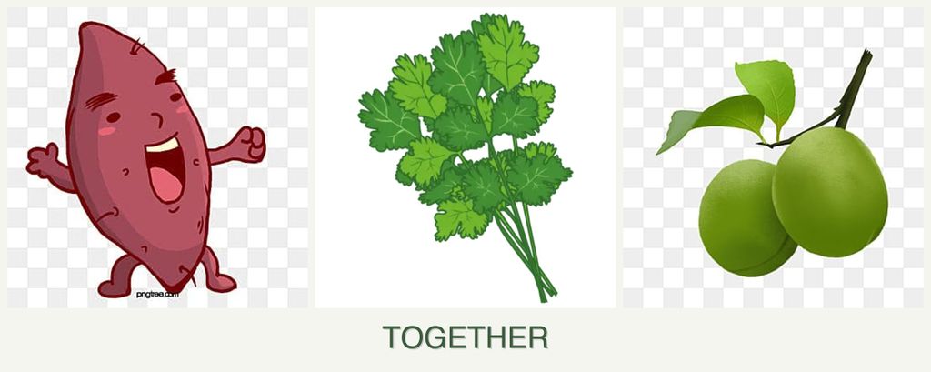 Can you plant sweet potatoes, cilantro and plums together?