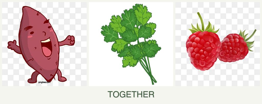 Can you plant sweet potatoes, cilantro and raspberries together?