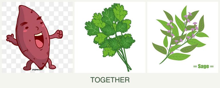 Can you plant sweet potatoes, cilantro and sage together?