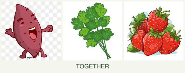 Can you plant sweet potatoes, cilantro and strawberries together?