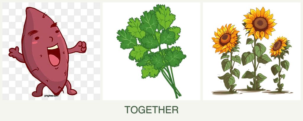 Can you plant sweet potatoes, cilantro and sunflowers together?