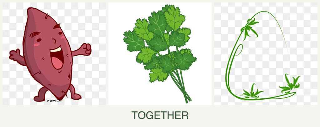 Can you plant sweet potatoes, cilantro and tarragon together?