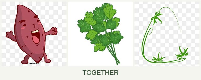 Can you plant sweet potatoes, cilantro and tarragon together?