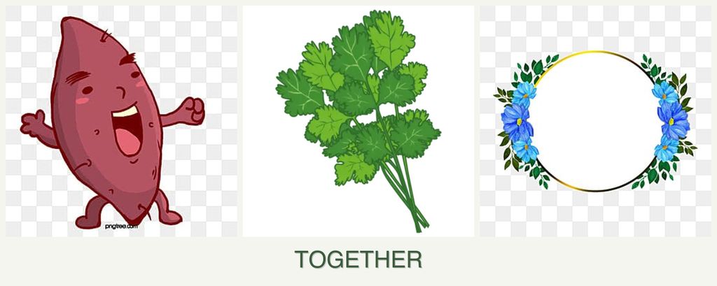 Can you plant sweet potatoes, cilantro and zinnias together?