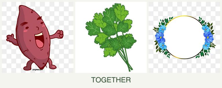 Can you plant sweet potatoes, cilantro and zinnias together?