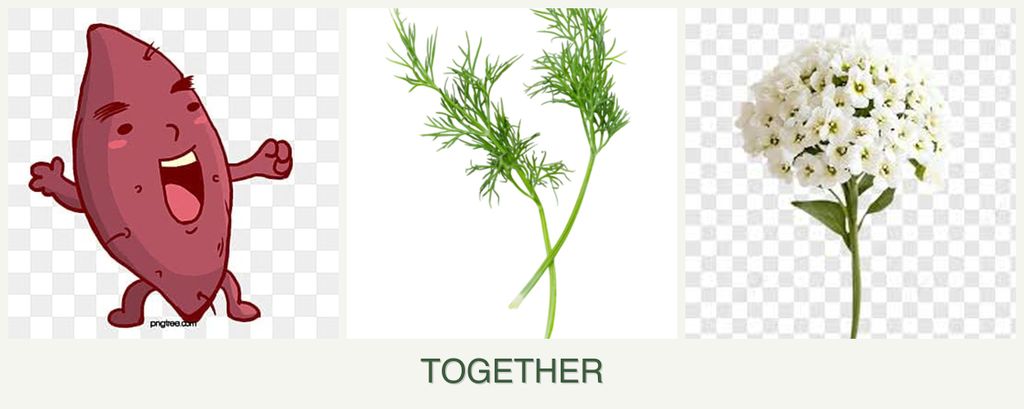 Can you plant sweet potatoes, dill and alyssum together?
