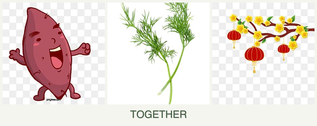 Can you plant sweet potatoes, dill and apricots together?
