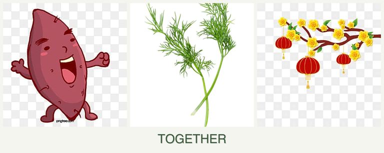 Can you plant sweet potatoes, dill and apricots together?