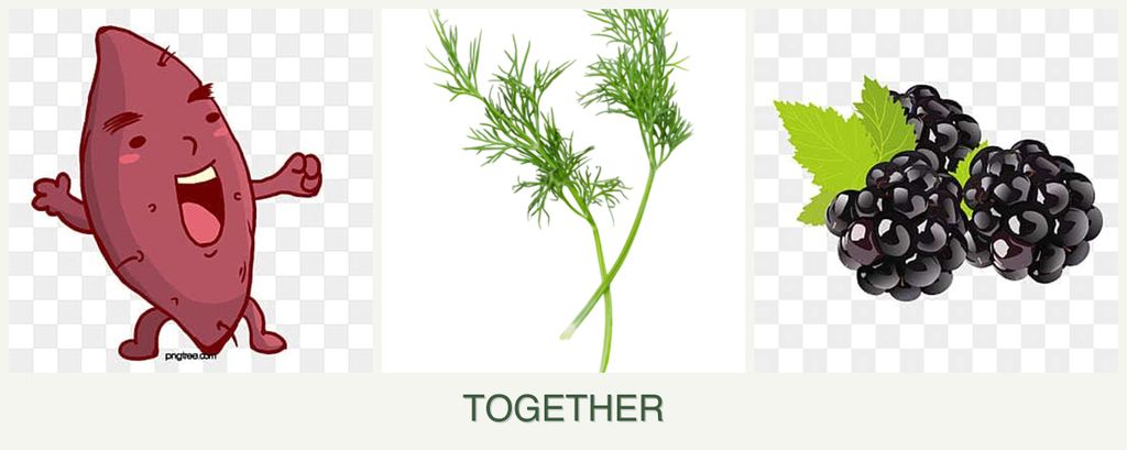 Can you plant sweet potatoes, dill and blackberries together?