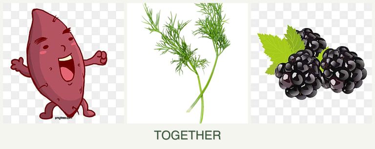 Can you plant sweet potatoes, dill and blackberries together?