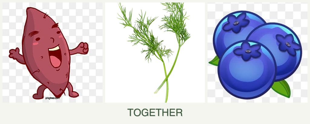 Can you plant sweet potatoes, dill and blueberries together?