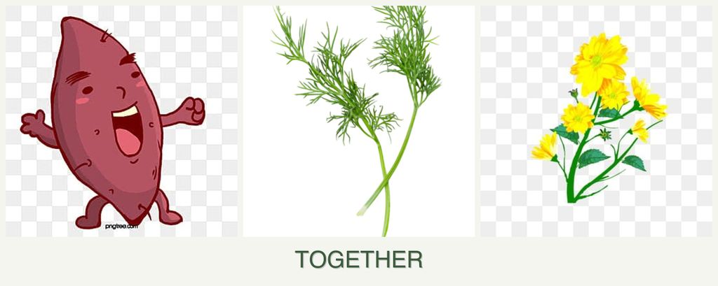 Can you plant sweet potatoes, dill and calendula together?