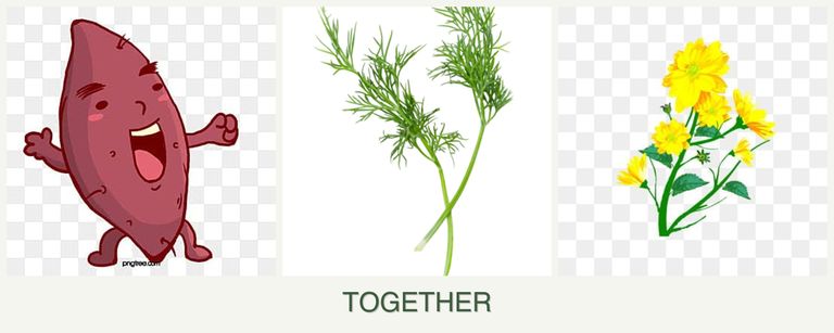 Can you plant sweet potatoes, dill and calendula together?