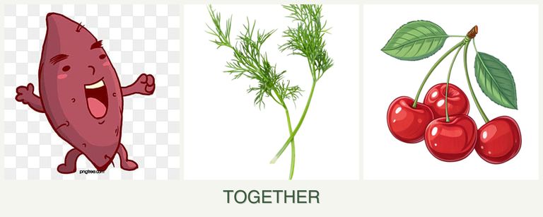 Can you plant sweet potatoes, dill and cherries together?