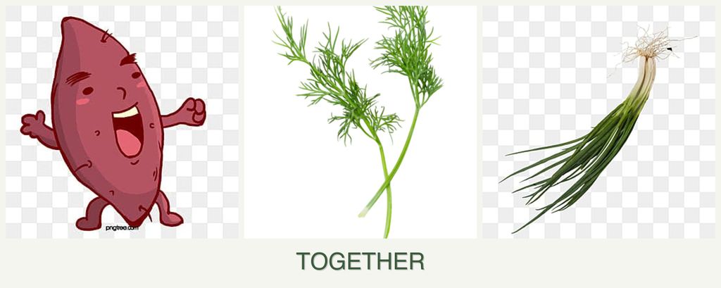 Can you plant sweet potatoes, dill and chives together?