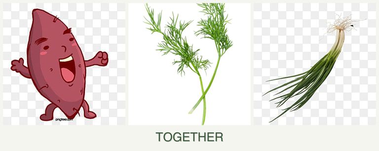 Can you plant sweet potatoes, dill and chives together?