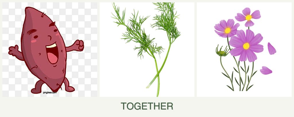 Can you plant sweet potatoes, dill and cosmos together?