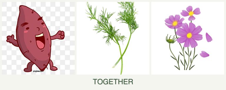 Can you plant sweet potatoes, dill and cosmos together?