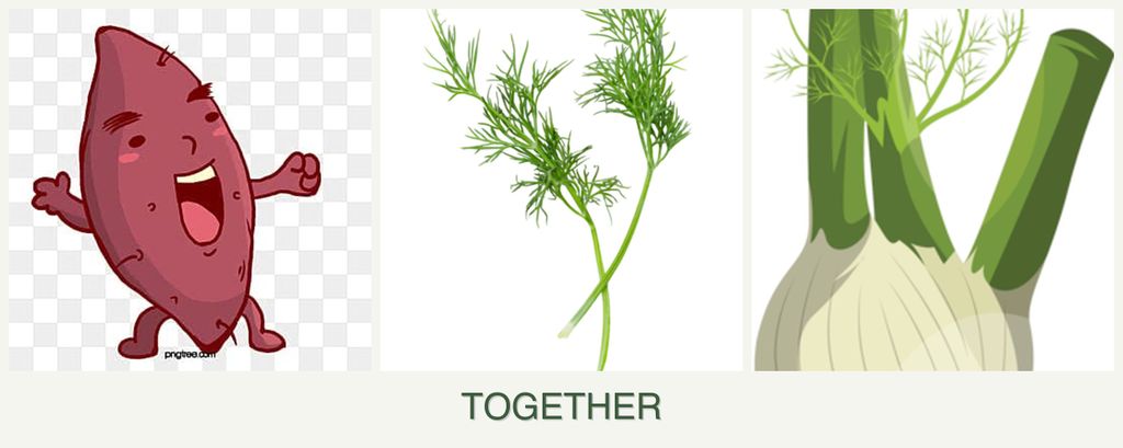 Can you plant sweet potatoes, dill and fennel together?