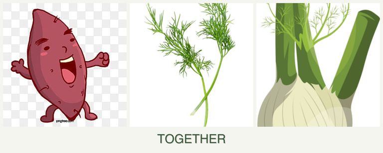 Can you plant sweet potatoes, dill and fennel together?
