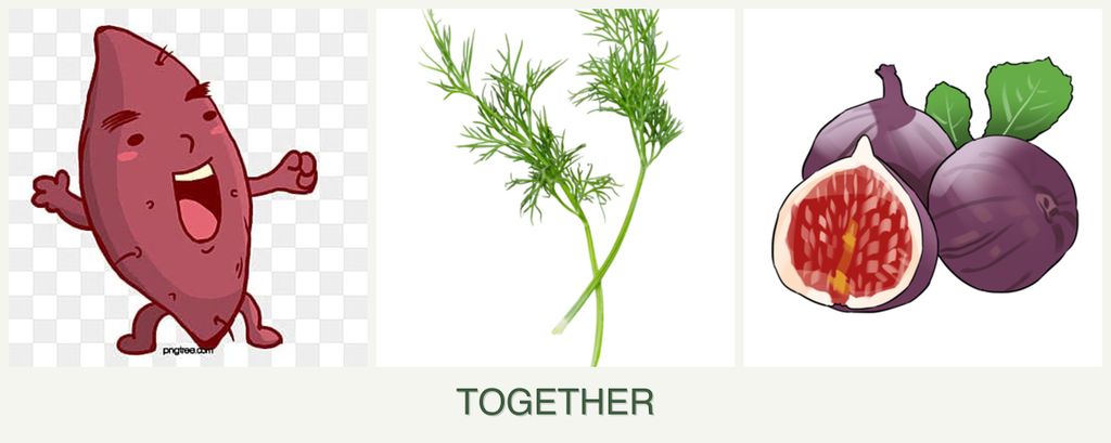 Can you plant sweet potatoes, dill and figs together?