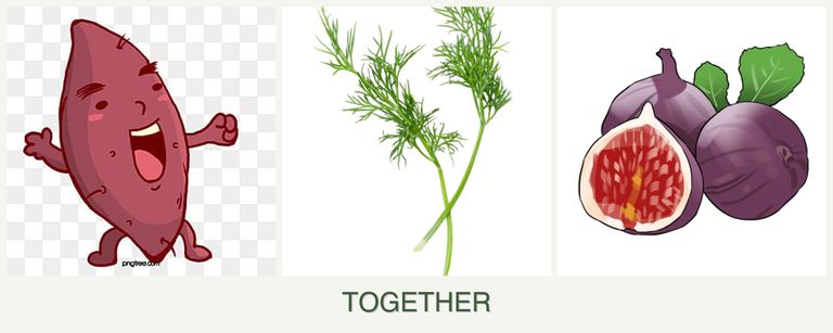 Can you plant sweet potatoes, dill and figs together?
